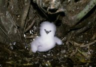 WHITE TAILED TROPIC BIRD, ARIDE ISLAND BIRD- SANCTUARY,  SEYCHELLES