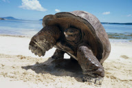 GIANT TURTLE ON THE BEACH, GRAND ANSE, CURIEUSE ISLAND, SEYCHELLES