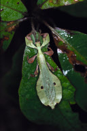 LEAF INSECT, MORNE SEYCHELLOISE, MAH¿ ISLAND, SEYCHELLES