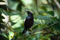 MAGPIE ROBIN, ENDANGERED ENDEMIC BIRD, BIRD SANCTUARY, FRéGATE ISLAND, SEYCHELLES