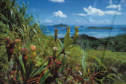 ENDEMIC PITCHER PLANT, MORNE SEYCHELLOIS, MAHé'S  NATIONAL PARK, SEYCHELLES