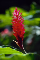 ALPINIA PURPURATA, RED GINGER, OSTRICH PLUME GINGER, BOTANICAL GARDEN, VICTORIA ,MAHé ISLAND, SEYCHELLES