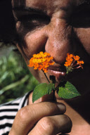 LANTANA, LANTANA CAMARA, FLOWERING SHRUB,BOTANICAL GARDEN, VICTORIA, MAHé ISLAND, SEYCHELLES