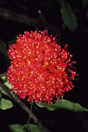 ROSE OF VENEZUELA, BROWNEA GRANDICEP'S, TROPICAL TREE, 
BOTANICAL GARDEN, VICTORIA, MAHé ISLAND, SEYCHELLES