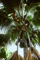 COCO DE MER FEMALE TREE, NATIONAL PARK, VALLéE DU MAI, PRASLIN ISLAND, SEYCHELLES