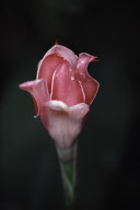 TORCH GINGER FLOWER, BOTANICAL GARDEN, VICTORIA, MAHé ISLAND, SEYCHELLES