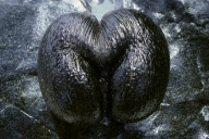 WET COCO DE MER ON THE BEACH, GRAND ANSE, CURIEUSE ISLAND, SEYCHELLES