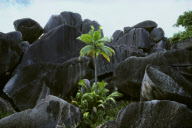 COCONUT TREE, ROCK FORMATION, SOURCE D'ARGENT, LA DIGUE ISLAND, SEYCHELLES