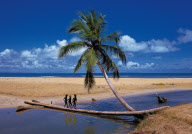 THREE BOYS, BALANCING ON A PALMTREE OVER A LITTLE RIVER IN SAMANç, DOMINICAN REPUBLIC