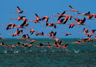 FLAMINGOS TAKING OFF IN THE LAGUNA RIO LAGARTOS, YUCATAN PENINSULA, MEXICO