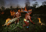 MEN CLEARING THE JUNGLE FOR AGRICULTURE BY SLASHING AND BURNING IN THE DRY SEASON, XINGU INDIAN RESERVATION, BRAZIL