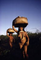 HARVEST AT THE MANIOK PLANTATION, INDIAN WOMEN NUDE RETURN TO THEIR SETTLEMENT WITH LARGE BASKETS ON THEIR HATS, XINGU INDIAN RESERVATION, BRAZIL