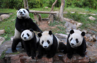 (3)CHINA-GUANGDONG-GIANT PANDAS (CN)