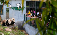 (2)CHINA-GUANGDONG-GIANT PANDAS (CN)