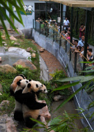(1)CHINA-GUANGDONG-GIANT PANDAS (CN)
