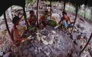 PREPARATION, UMU, BOILING, FALEALUPO VILLAGE, SAVAII ISLAND, SAMOA WESTERN, POLYNESIA