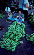 BANANA SHRUB, MARKET, APIA CITY, UPOLU ISLAND, SAMOA WESTERN, POLYNESIA