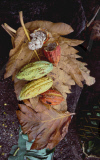 CACAO FRUIT, FALEALUPO VILLAGE, SAVAII ISLAND, SAMOA WESTERN, POLYNESIA