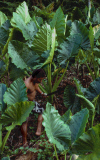 GIANT TARO, PLANTATION, FALEALUPO VILLAGE, SAVAII ISLAND, SAMOA WESTERN, POLYNESIA