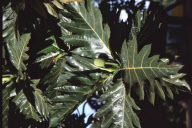 BREADFRUIT TREE, HAPAII ARCHIPEL, TONGA, POLYNESIA