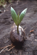 COCONUT SPROUT, NIAFO OU ISLAND, TONGA, POLYNESIA