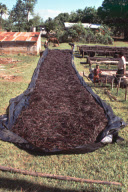 VANILLA HARVEST, NEIAFU ISLAND, VAVAU ISLANDS, TONGA, POLYNESIA