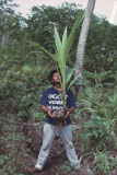TONGAN, COCONUT SPROUT, NIAFO OU ISLAND, TONGA, POLYNESIA