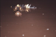 CAYMAN YACARE, CROCODILUS YACARE, PANTANAL, MATO GROSSO, BRAZIL