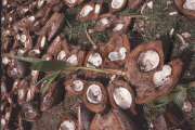 COPRA PRODUCTION, NIAFO OU ISLAND, TONGA, POLYNESIA