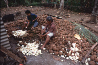 COPRA PRODUCTION, NIAFO OU ISLAND, TONGA, POLYNESIA