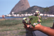 PARROT CHICKENS, ANIMAL MARKET, RIO DE JANEIRO, BRAZIL