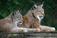 WILDPARK LUENEBURGER HEIDE