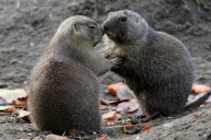 WILDPARK LUENEBURGER HEIDE