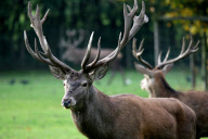 WILDPARK LUENEBURGER HEIDE