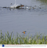Kingfisher and a Pike hunting for prey at Strumpshaw RSPB Reserve, Norfolk, Britain - 10 Oct 2008