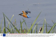 Kingfisher and a Pike hunting for prey at Strumpshaw RSPB Reserve, Norfolk, Britain - 10 Oct 2008