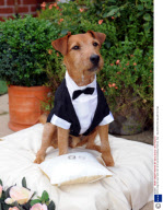 Ed the dog who was 'best man' at his owners wedding, Florence, Italy - Sep 2008
