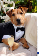 Ed the dog who was 'best man' at his owners wedding, Florence, Italy - Sep 2008
