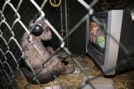 Village Pet Store and Grill