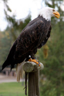 WILDPARK LUENEBURGER HEIDE