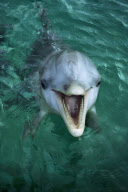 DOLPHIN, AQUARIUM, CAPITAL NASSAU, BAHAMAS