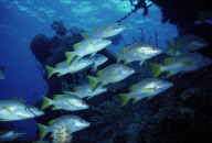 REEF FISH, SCHOOL OF FISH, LONG ISLAND, BAHAMAS