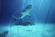 SHARK FEEDING, LONG ISLAND, BAHAMAS