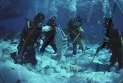 DIVE, FEEDING, GENTLE GROUPER;TAME GROUPER, SAN SALVADOR, BAHAMAS