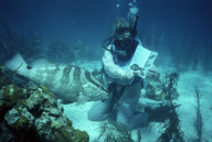 DIVE GENTLE GROUPER, SAN SALVADOR, BAHAMAS