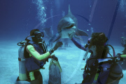 DOLPHIN SHOW OPEN SEA, GRAND BAHAMA, BAHAMAS