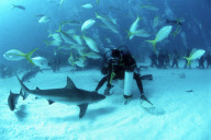 SHARK FEEDING, GRAND BAHAMA, BAHAMAS