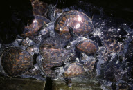 CAYMAN TURTLE FARM, GREEN TURTLE, GREEN SEA TURTLE, WEST BAY, GRAND CAYMAN