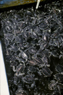 CAYMAN TURTLE FARM, GREEN TURTLE, GREEN SEA TURTLE, WEST BAY, GRAND CAYMAN