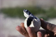 CAYMAN TURTLE FARM, GREEN TURTLE, GREEN SEA TURTLE, WEST BAY, GRAND CAYMAN